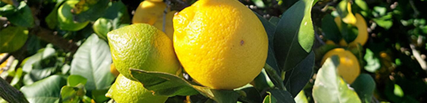 rf_banner_ingredient_lemon_FFL_1440_350_ website